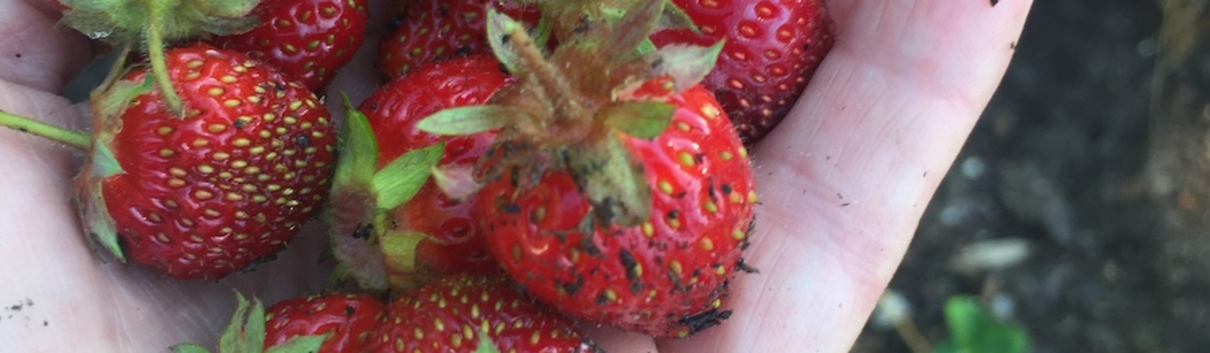 HandfulEverbearingstrawberries