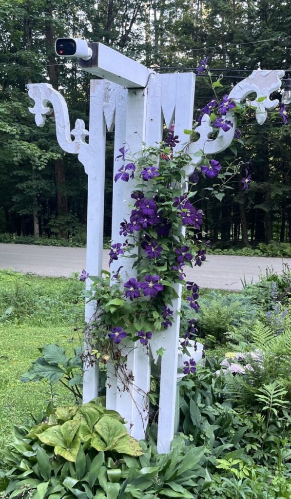 Close-up of a white garden arbor covered in deep purple clematis blooms in a cottage garden at my Vermont home.