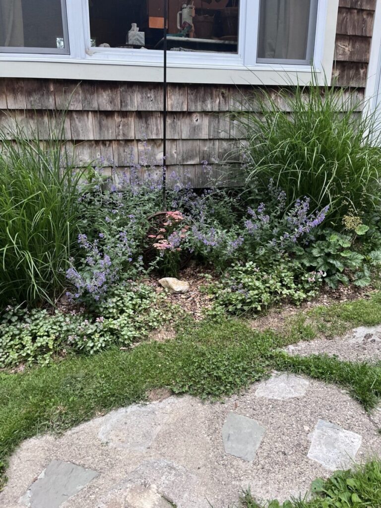 Cottage foundation garden with ornamental grasses, nepeta, creeping groundcover, and a hummingbird feeder in front of cedar shingle siding.